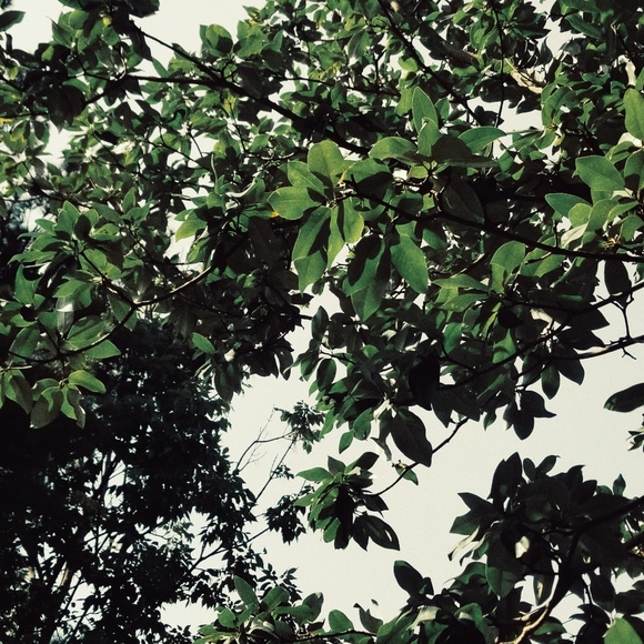 Meet your Posher, Dini - Picture 1 of 1